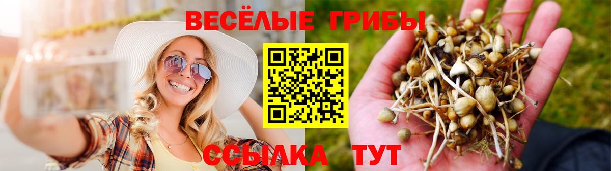 Псилоцибиновые грибы Psilocybe  Вход с VPN  Заринск 
